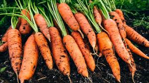 Carrots- 1 Bag