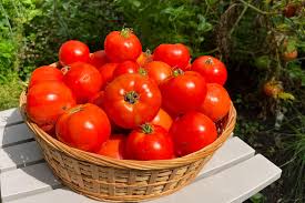 Tomato- 1 bag